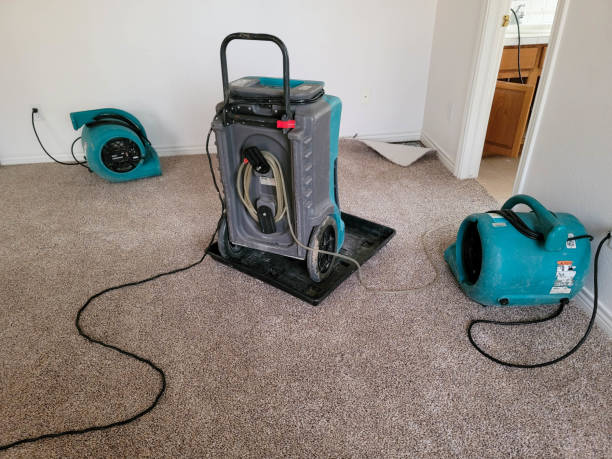 Best Professional water damage repair  in Walce Ridge, LA