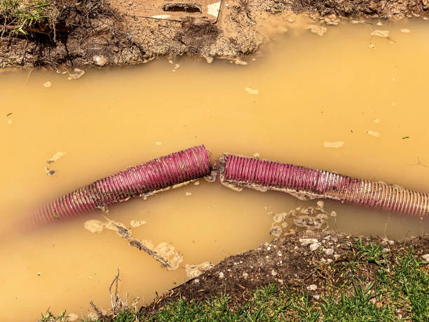 Best Basement water damage restoration  in Walce Ridge, LA